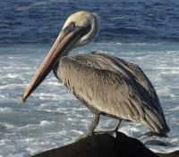 Galapagos Pelican